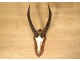 Hunting trophy massacre horns African buffalo Caffer Africa decoration 20th