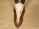 Hunting trophy massacre horns African buffalo Caffer Africa decoration 20th