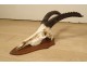 Hunting trophy massacre horns African buffalo Caffer Africa decoration 20th