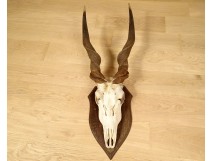 Hunting trophy massacre horns African buffalo Caffer Africa decoration 20th