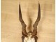 Hunting trophy massacre horns African buffalo Caffer Africa decoration 20th