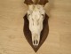 Hunting trophy massacre horns African buffalo Caffer Africa decoration 20th