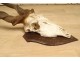 Hunting trophy massacre horns African buffalo Caffer Africa decoration 20th