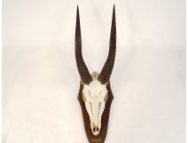 Hunting trophy massacre horns African buffalo Caffer Africa decoration 20th