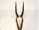 Hunting trophy massacre horns African buffalo Caffer Africa decoration 20th