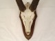 Hunting trophy massacre horns African buffalo Caffer Africa decoration 20th