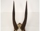 Hunting trophy massacre horns African buffalo Caffer Africa decoration 20th