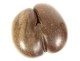 Coconut sea coconut seed Seychelles collection