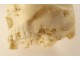 Okimono ivory carved skull Vanity snake Japan Meiji 19th century