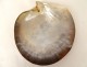 Mother-of-pearl shell young girl flowers convict work New Caledonia 19th century