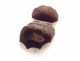 Coco buttocks sculpture seed sea coconut tree Seychelles collection