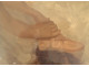 HSP painting John Strevens ballerinas young dancers ballet girls 20th century