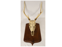 Large hunting trophy, slaughter of deer, horns, wooden shield, 19th century