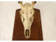 Large hunting trophy, slaughter of deer, horns, wooden shield, 19th century