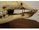 Large hunting trophy, slaughter of deer, horns, wooden shield, 19th century