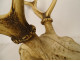 Large hunting trophy, slaughter of deer, horns, wooden shield, 19th century
