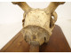 Large hunting trophy, slaughter of deer, horns, wooden shield, 19th century