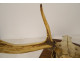 Large hunting trophy, slaughter of deer, horns, wooden shield, 19th century