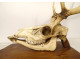 Large hunting trophy, slaughter of deer, horns, wooden shield, 19th century