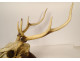 Large hunting trophy, slaughter of deer, horns, wooden shield, 19th century