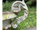 Pair of Medici vases, cast iron garden basin, 19th century