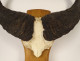 Hunting trophy massacre horns African buffalo Burkina Faso Ougarou 20th century