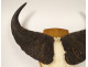 Hunting trophy massacre horns African buffalo Burkina Faso Ougarou 20th century