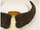 Hunting trophy massacre horns African buffalo Burkina Faso Ougarou 20th century