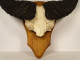 Hunting trophy massacre horns African buffalo Burkina Faso Ougarou 20th century
