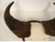 Hunting trophy massacre horns African buffalo Burkina Faso Ougarou 20th century