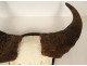 Hunting trophy massacre horns African buffalo Burkina Faso Ougarou 20th century