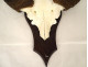 Hunting trophy massacre horns African buffalo Burkina Faso Ougarou 20th century