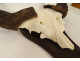 Hunting trophy massacre horns African buffalo Burkina Faso Ougarou 20th century