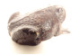 Okimono statuette weight lettered calligraphy bronze toad Japan 19th century