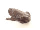 Okimono statuette weight lettered calligraphy bronze toad Japan 19th century