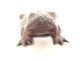Okimono statuette weight lettered calligraphy bronze toad Japan 19th century