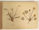 Antique herbarium of plants, flowers, daffodils, cruciferous plants, and hyacinths (20th century)