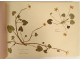 Antique herbarium of plants, flowers, daffodils, cruciferous plants, and hyacinths (20th century)