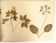 Antique herbarium of plants, flowers, daffodils, cruciferous plants, and hyacinths (20th century)