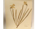 Antique herbarium of plants, flowers, daffodils, cruciferous plants, and hyacinths (20th century)