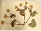 Antique herbarium of plants, flowers, daffodils, cruciferous plants, and hyacinths (20th century)