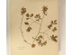 Antique herbarium of plants, flowers, daffodils, cruciferous plants, and hyacinths (20th century)