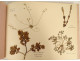 Antique herbarium of plants, flowers, daffodils, cruciferous plants, and hyacinths (20th century)
