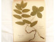 Antique herbarium of plants, flowers, daffodils, cruciferous plants, and hyacinths (20th century)