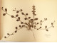 Antique herbarium of plants, flowers, daffodils, cruciferous plants, and hyacinths (20th century)