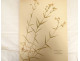 Antique herbarium of plants, flowers, daffodils, cruciferous plants, and hyacinths (20th century)