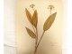 Antique herbarium of plants, flowers, daffodils, cruciferous plants, and hyacinths (20th century)