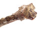 Antique carved wooden walking stick with lion head figure, Folk Art, 19th century