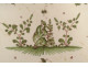 Oval earthenware dish from Moustiers with a figure, flowers, and foliage, 18th century
