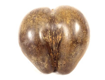 Coco de mer coconut seed Seychelles collection